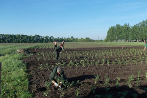 Mezőgazdasági munkálatok a Start munka keretében
